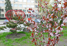 В центре Павлограда высадили сакуры, туи и розы (ФОТОФАКТ)