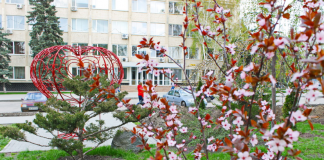 В центре Павлограда высадили сакуры, туи и розы (ФОТОФАКТ)