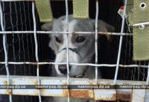 Собаку, которая переходила дорогу на пешеходном переходе вместе с людьми, сбил автомобиль