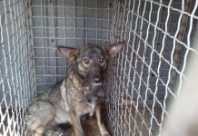 В Павлограде спасли собаку, застрявшую в теплотрассе