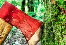 На Павлоградщине молодые люди вырубили леса на 230 тыс. грн