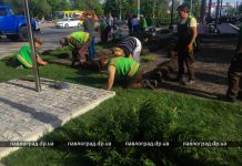 Центр Павлограда украсит газон (ФОТО и ВИДЕО)