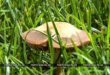 После дождичка в четверг: что за грибы выросли в Детском парке?