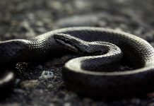 С начала месяца павлоградцев трижды кусали змеи