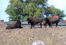 В заповеднике Павлоградского химзавода родился бизон
