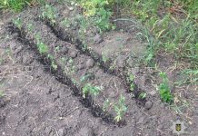 В Терновке на арендованном участке мужчина высадил 53 куста конопли (ФОТО и ВИДЕО)