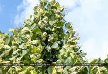 Аномальная весна: тополя и липы расцвели на месяц раньше