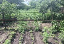 Житель Приволчанского выращивал коноплю