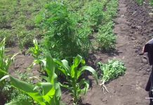 На Юрьевщине мужчина хотел собрать урожай конопли (ВИДЕО)