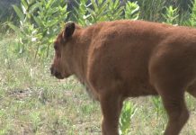 Чудо природы: на территории Павлоградского химзавода родился бизон (ФОТО и ВИДЕО)