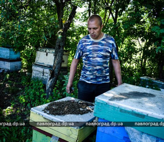 Под Павлоградом массово погибли пчёлы (ФОТО и ВИДЕО)