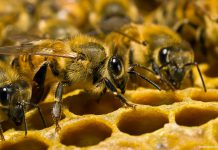 Пчеловодам Павлограда положены дотации от государства. Как получить?