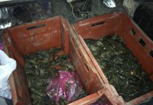 Возле Богуслава задержали браконьеров, выловивших раков на 30 тыс. грн