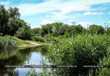В реки Западного Донбасса активисты выпустили малька судака (ФОТО и ВИДЕО)