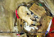 В Павлограде спасатели достали из коллектора собаку (ФОТОФАКТ)