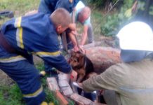 В Павлограде спасатели вытащили овчарку из колодца