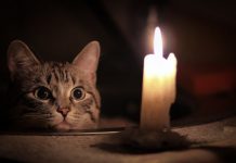 На некоторых улицах Павлограда не будет света (СПИСОК)