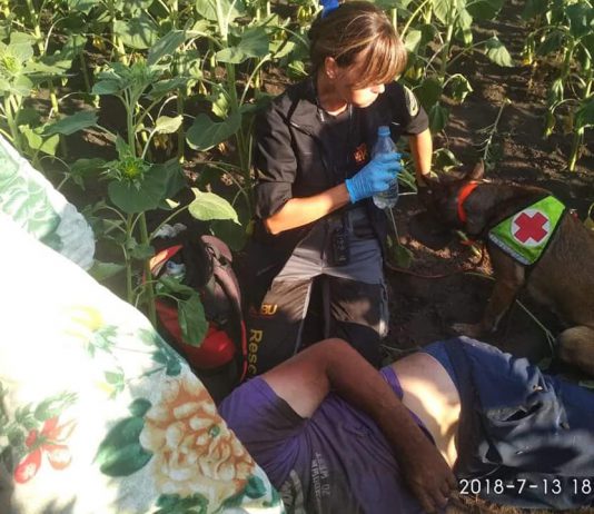 Павлоградские кинологи помогли разыскать в поле подсолнухов избитого мужчину
