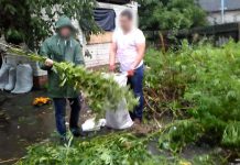 У павлоградца нашли посев конопли, о которой он «даже не догадывался»