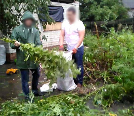 У павлоградца нашли посев конопли, о которой он «даже не догадывался»