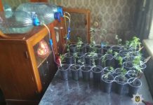 В Терновке выявили наркосадовода (ФОТОФАКТ)