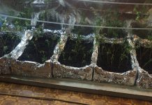 В арендованной квартире мужчина высадил плантацию конопли