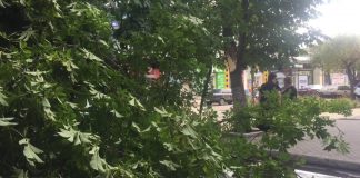 Павлоград пережил «деревопад» (ВИДЕО)