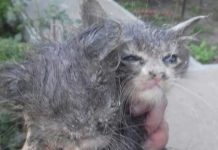 Операция «Спасение»: котята двое суток просидели на дне вентиляционной трубы (ВИДЕО)