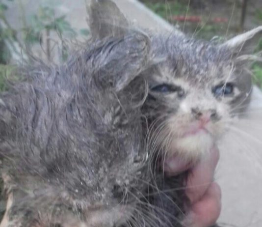 Операция «Спасение»: котята двое суток просидели на дне вентиляционной трубы (ВИДЕО)