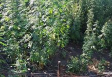 У павлоградца обнаружили грядки с наркотиками и боеприпас