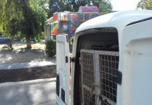 Из Детского парка убрали двух бездомных собак