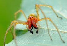 Жителей Днепропетровщины кусают экзотические ядовитые пауки