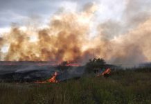 В Вербках сгорело 4 гектара сухой травы