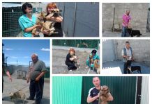 За один день из приюта забрали 7 собак