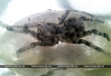 Павлоградцы находят в огородах южнорусских тарантулов (ФОТО)