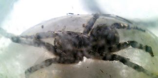 Павлоградцы находят в огородах южнорусских тарантулов (ФОТО)