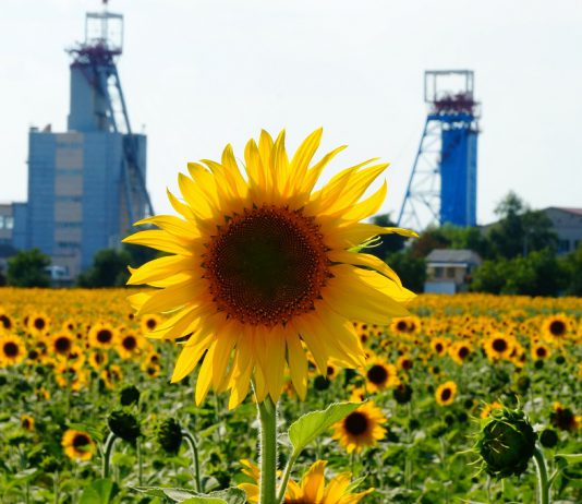 Стало известно, когда и как в Павлограде отметят День шахтера