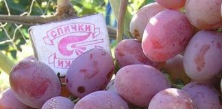 В Павлограде вырастили огромный виноград