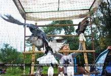 Не только голуби: в Первомайском парке прошел фестиваль птиц (ФОТОРЕПОРТАЖ)