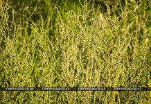 Павлоградцы жалуются на нескошенную амброзию