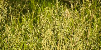 Павлоградцы жалуются на нескошенную амброзию