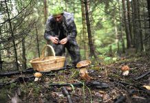 Сходить за грибами и выжить