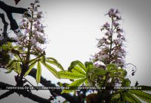 В Павлограде во второй раз цветут каштаны