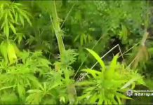 У павлоградцев на участках нашли почти сотню кустов конопли (ВИДЕО)