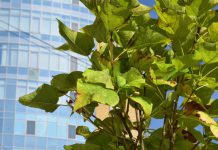 В переулке Голубицкого высаживают декоративные деревья (ВИДЕО)