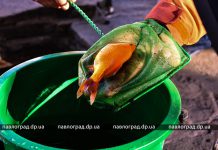 Рыбки из фонтана в Детском парке отправились зимовать (ФОТО и ВИДЕО)