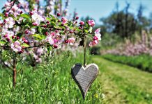 Павлоградців запрошують долучитися до акції «Посади дерево!»