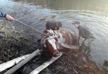 Спасти Марту: как в Терновке доставали из реки … корову (ВИДЕО)