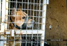 В Павлограде у хозяев отобрали собаку, терроризировавшую весь район (ВИДЕО)