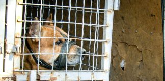 В Павлограде у хозяев отобрали собаку, терроризировавшую весь район (ВИДЕО)